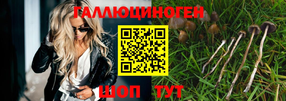 Галлюциногенные грибы Psilocybine cubensis Кашира